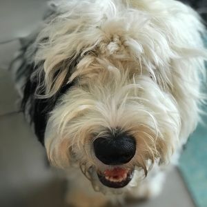 Meet your Posher, Casey